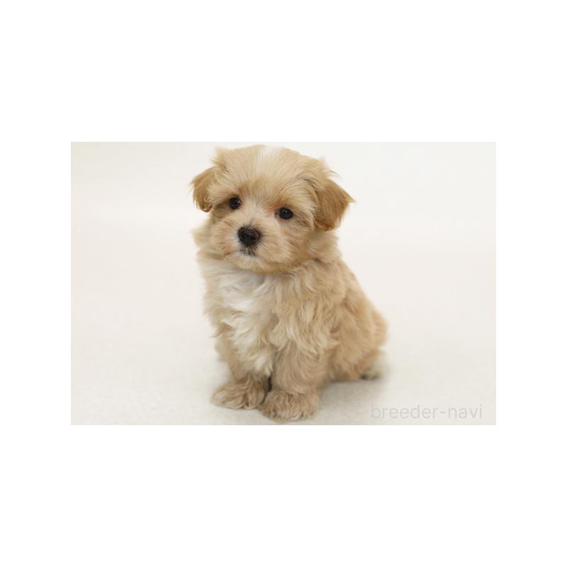 販売中の神奈川県のミックス犬-394425の1枚目